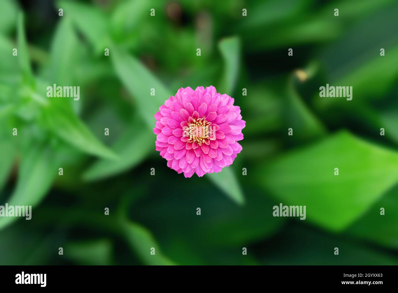 Image source naturelle fleur pourpre snowdrop. Début du printemps fleurs pourpre snowdrop Banque D'Images