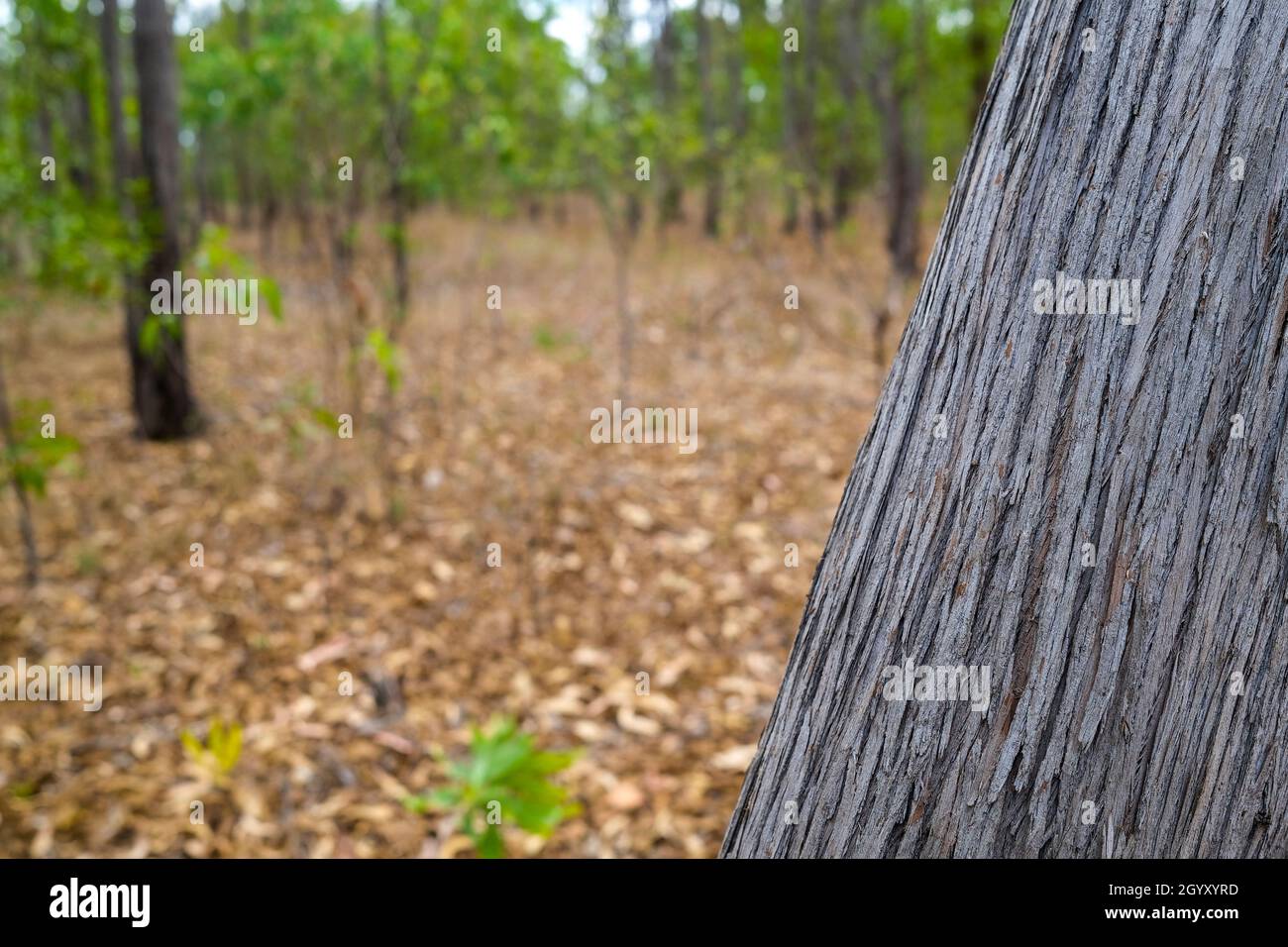 Forêt dans le territoire du Nord de l'Australie Banque D'Images