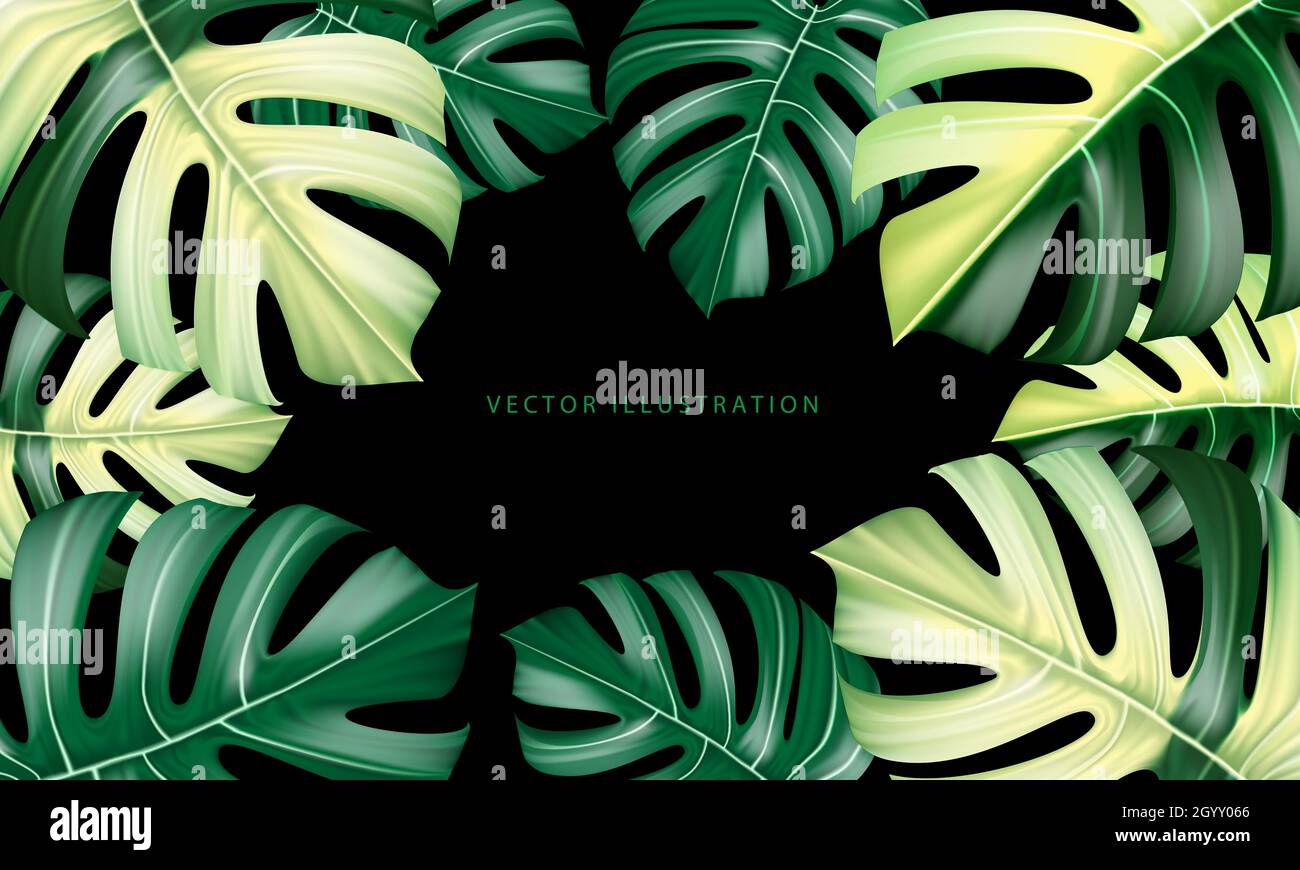 Vecteur réaliste de feuille de plante Monstera deliciosa des forêts tropicales vert et jaune sur fond noir illustration vectorielle. Illustration de Vecteur