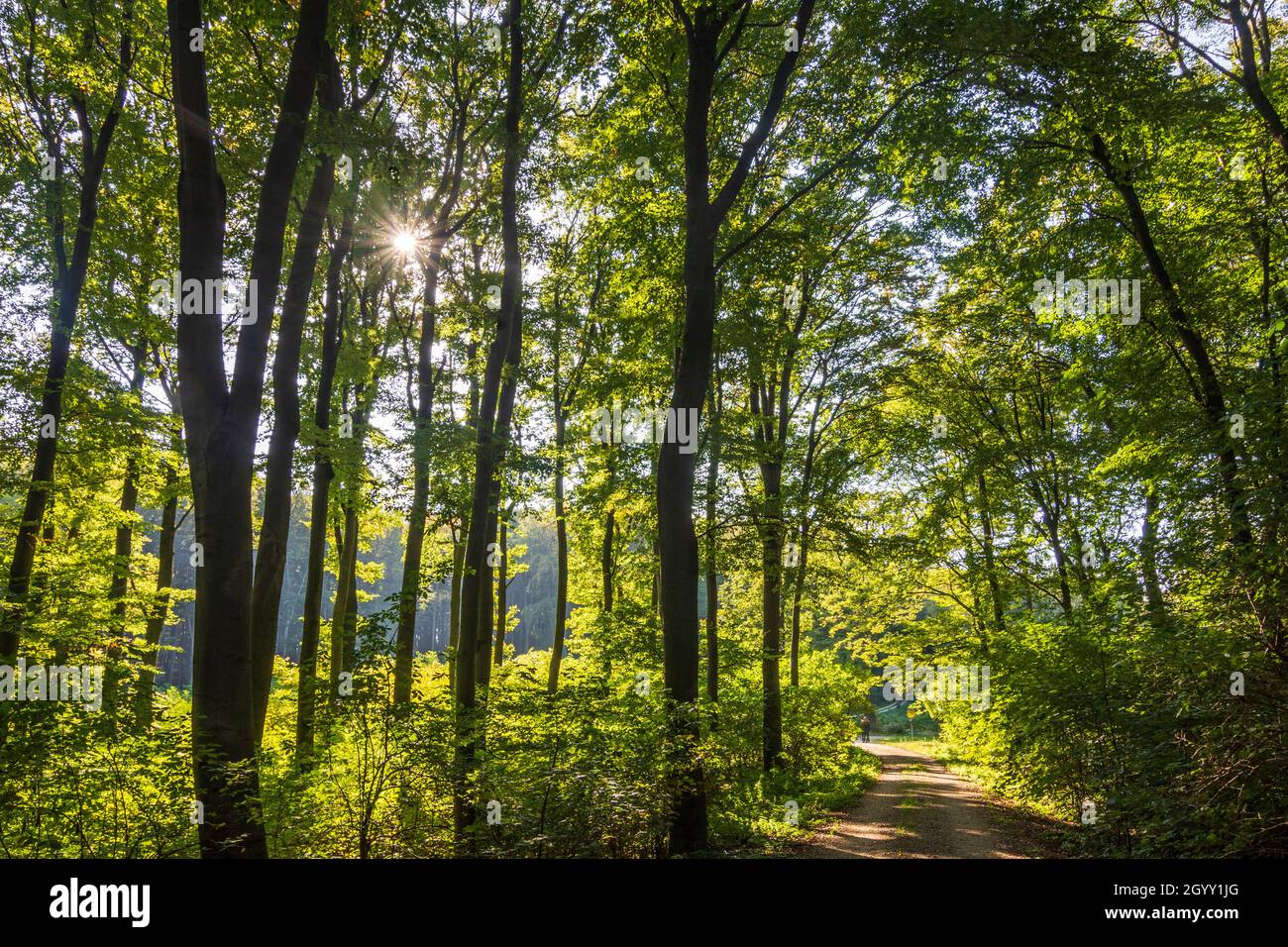 Klosterneuburg: Forêt de hêtres à Wienerwald, Bois de Vienne, Niederösterreich, Basse-Autriche, Autriche Banque D'Images