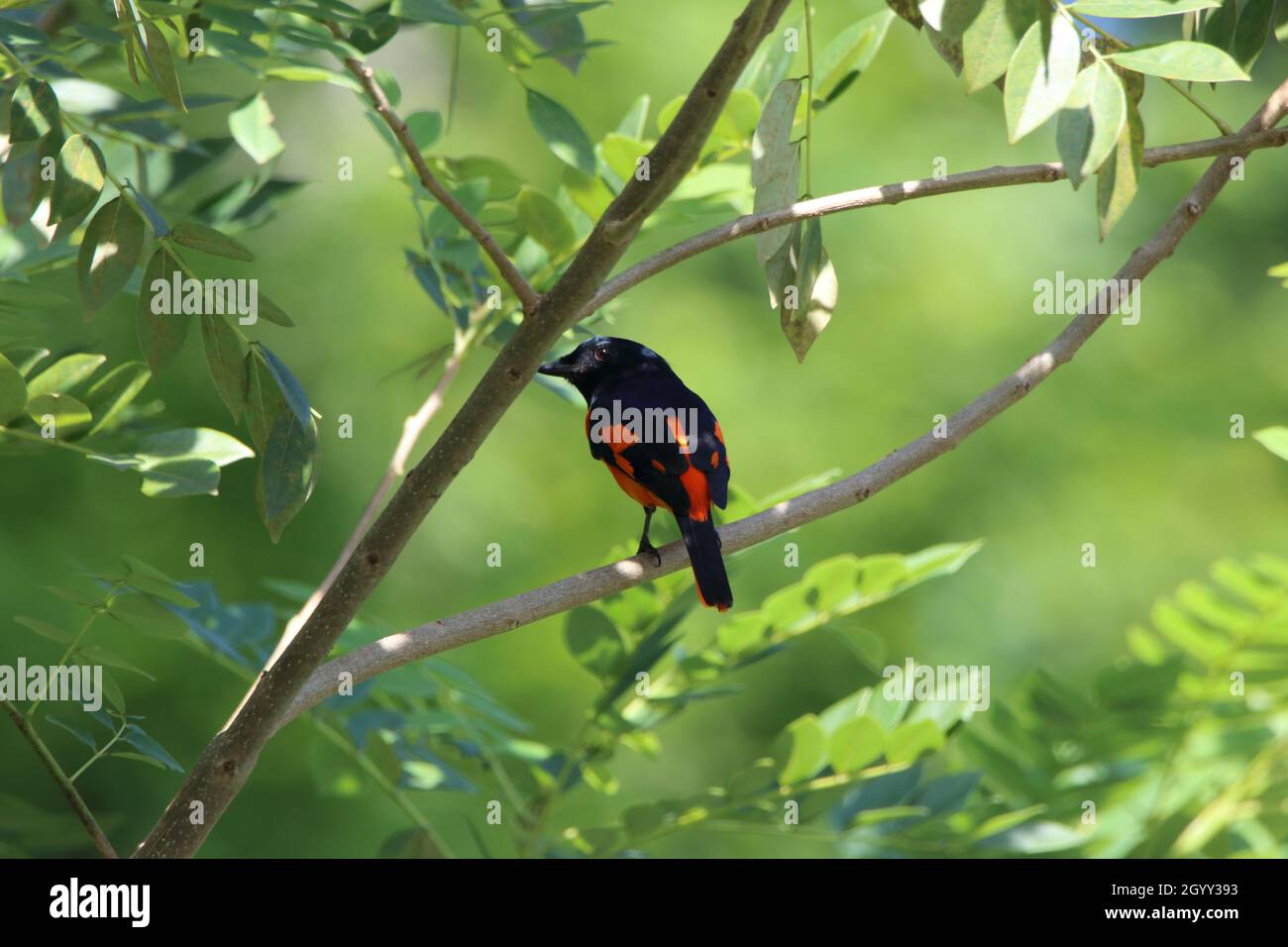Une belle orange et blackbird assis sur une branche. Banque D'Images