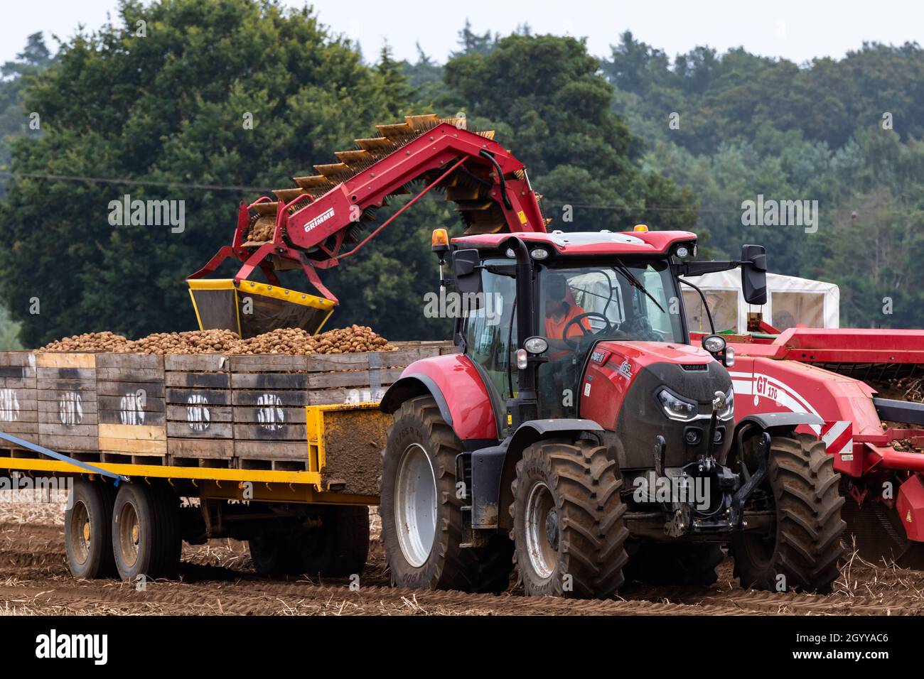 Woodbridge Suffolk UK août 16 2021: Récolte de pommes de terre au Royaume-Uni au plus fort d'une pandémie mondiale qui a eu de graves problèmes dans les lignes d'approvisionnement mondiales et Banque D'Images