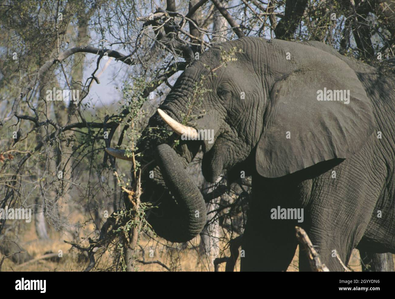 L'éléphant d'Afrique (Loxodonta africana), également connu sous le nom d'éléphant de savane africaine, est le plus grand animal terrestre vivant d'Afrique australe Banque D'Images