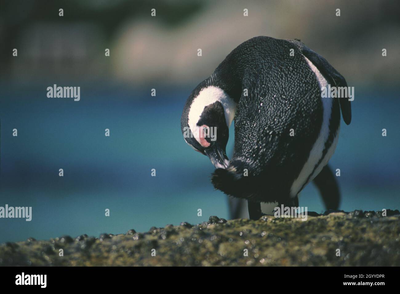 Les pingouins de Jackass ou pingouin africain (Spheniscus demersus), également connu sous le nom de pingouin du Cap, est une espèce de pingouin confinée à l'Afrique australe Banque D'Images