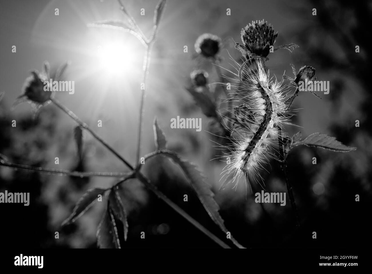 Thaumetoea pityocampa insecte poilu sur la plante contre la lumière du soleil Banque D'Images