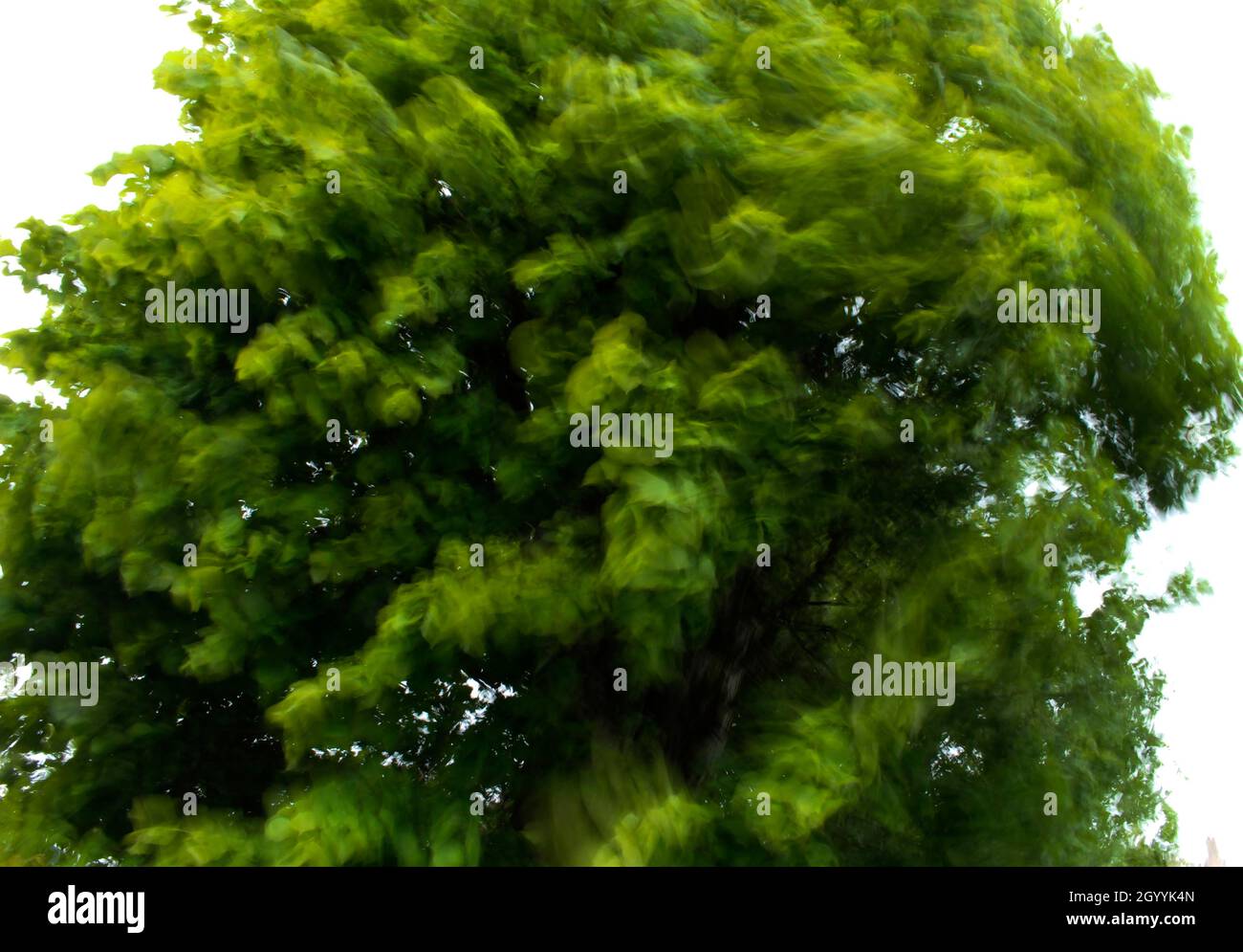 L'arbre secoué par le vent secoue la tête et danse avec joie.Dans Ely. Banque D'Images