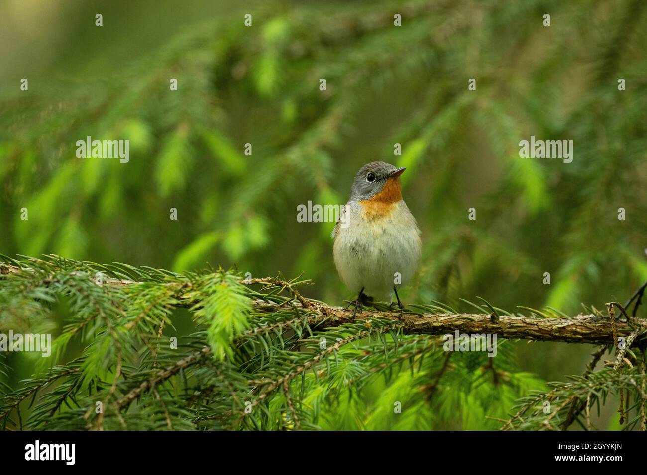 Flycatcher aux brises rouges, Ficedula parva perchée dans une vieille forêt en Estonie, en Europe du Nord. Banque D'Images