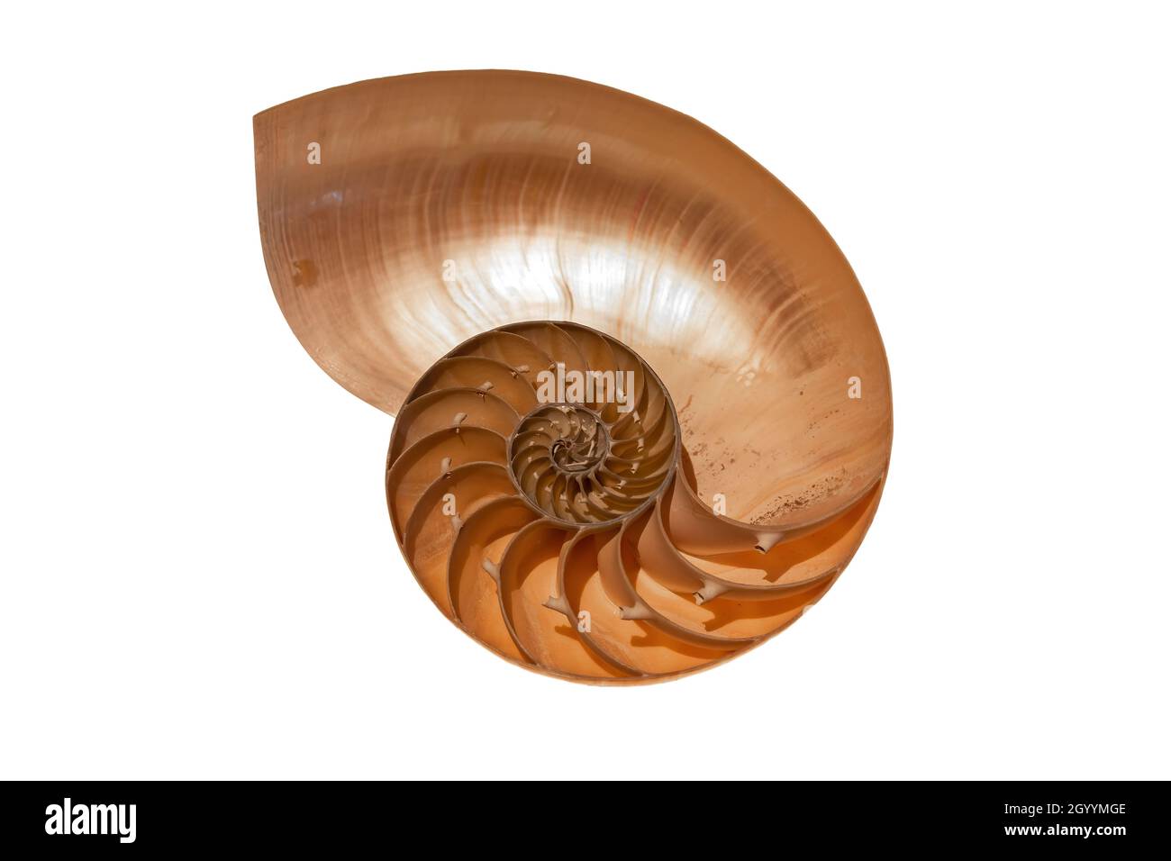 Coupe transversale de la coque d'un Nautilus.Le nautilus est un mollusque marin pélagique de la famille des Nautilidae. Banque D'Images
