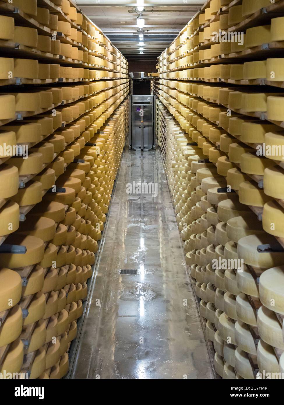 De longues rangées avec de grandes roues de fromage suisse Gruyère sont en train de mûrir au journal du fromage de Gruyère, en Suisse. Banque D'Images