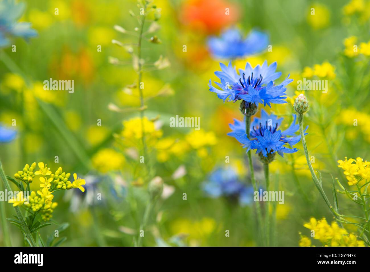 Fleurs de maïs bleu vif (Centaurea cyanus) sur le terrain en été par un jour ensoleillé.Les cornflowers se rapprochent de l'herbe verte.Champ de fleurs de maïs Banque D'Images