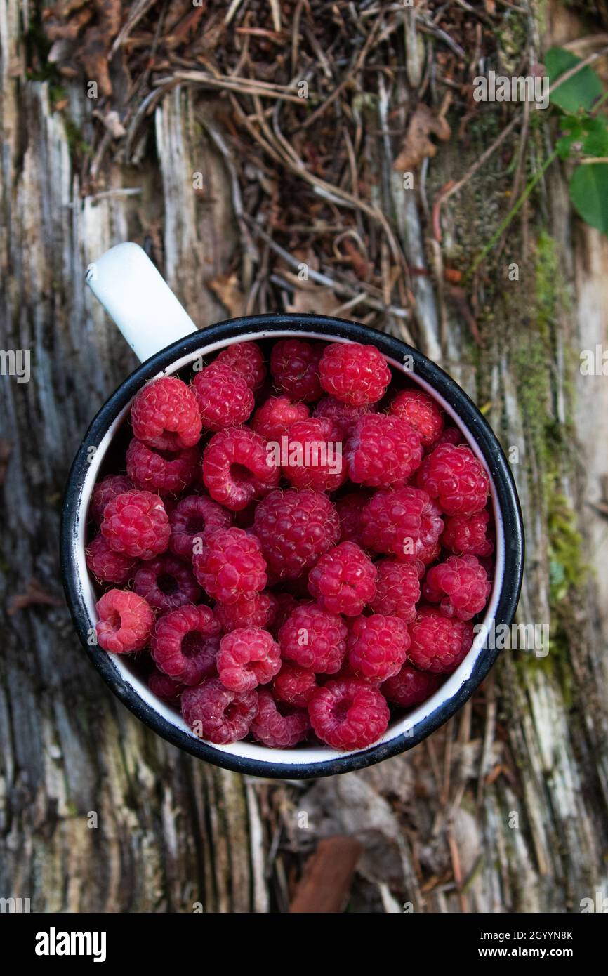 Framboise sauvage fraîchement cueillie, fruit Rubus idaeus dans une tasse de métal blanc en Estonie, Europe du Nord. Banque D'Images