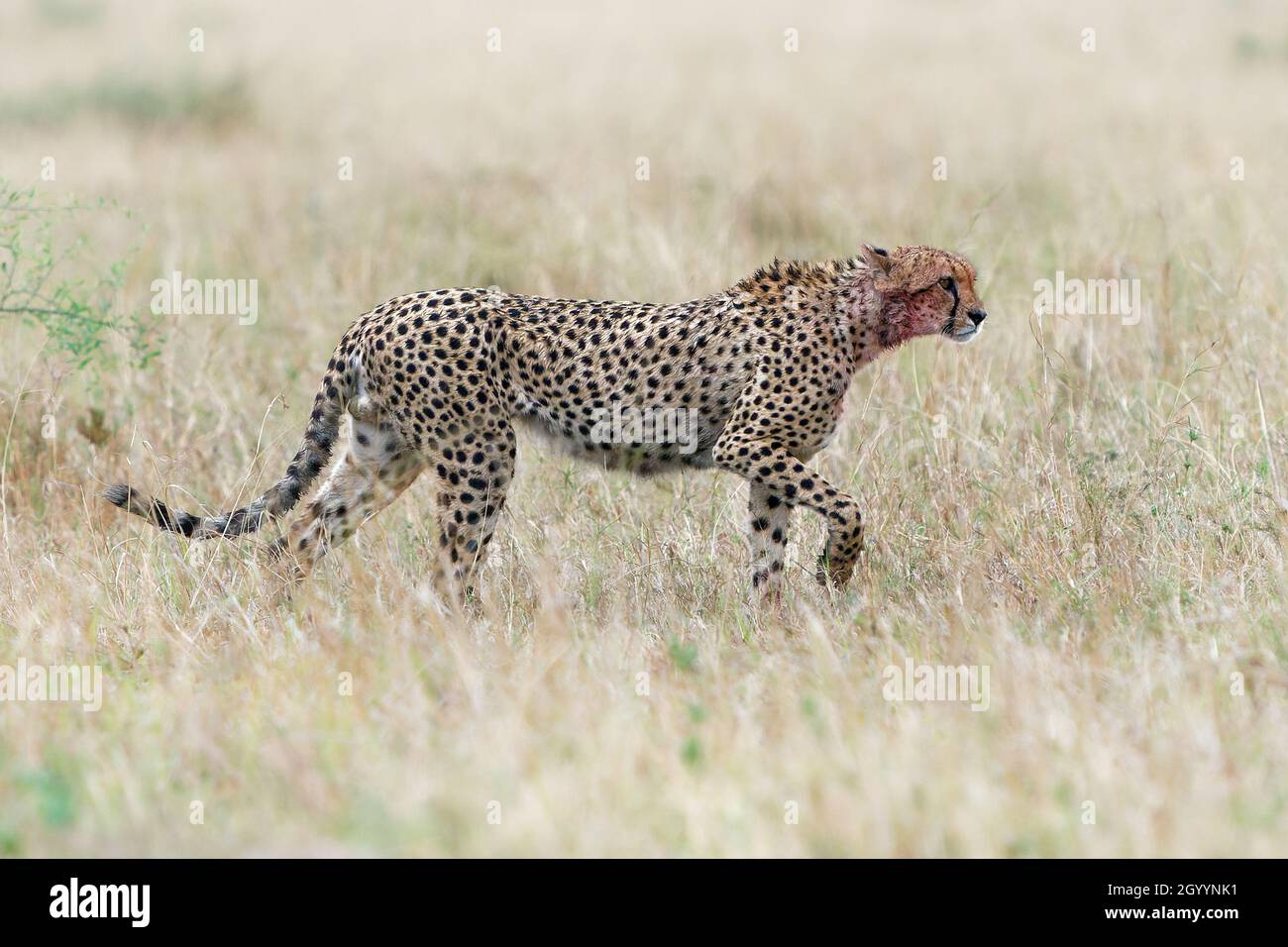 Cheetah - Acinonyx jubatus Grand chat originaire d'Afrique et du centre de l'Iran.C'est l'animal terrestre le plus rapide, la variété des habitats savanes, la montagne aride r Banque D'Images