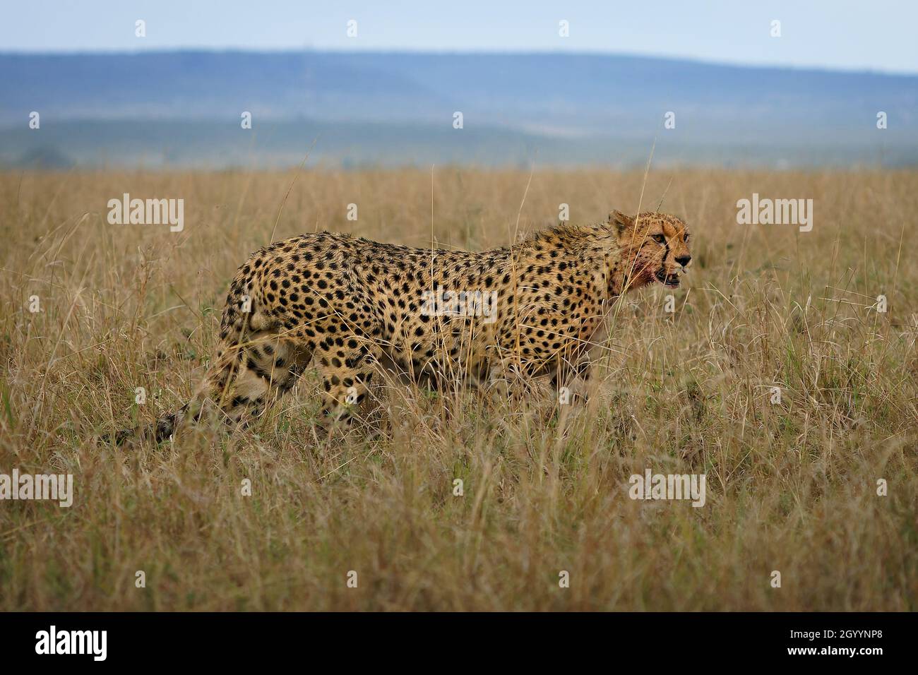 Cheetah - Acinonyx jubatus Grand chat originaire d'Afrique et du centre de l'Iran.C'est l'animal terrestre le plus rapide, la variété des habitats savanes, la montagne aride r Banque D'Images