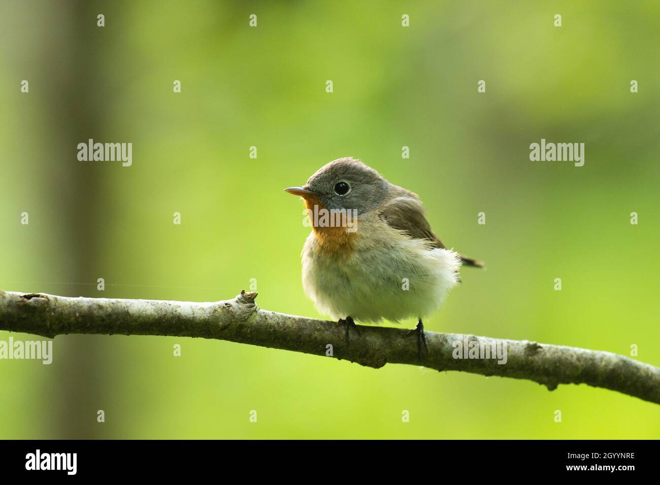 Flycatcher aux brises rouges, Ficedula parva perchée dans une vieille forêt en Estonie, en Europe du Nord. Banque D'Images