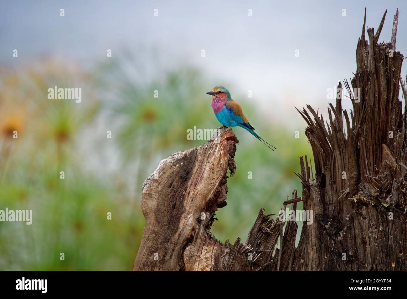 Lilac-breasted Roller - Coracias caudatus colorés - magenta, bleu, oiseau vert en Afrique, largement distribué en Afrique subsaharienne, à l'errance Ara Banque D'Images