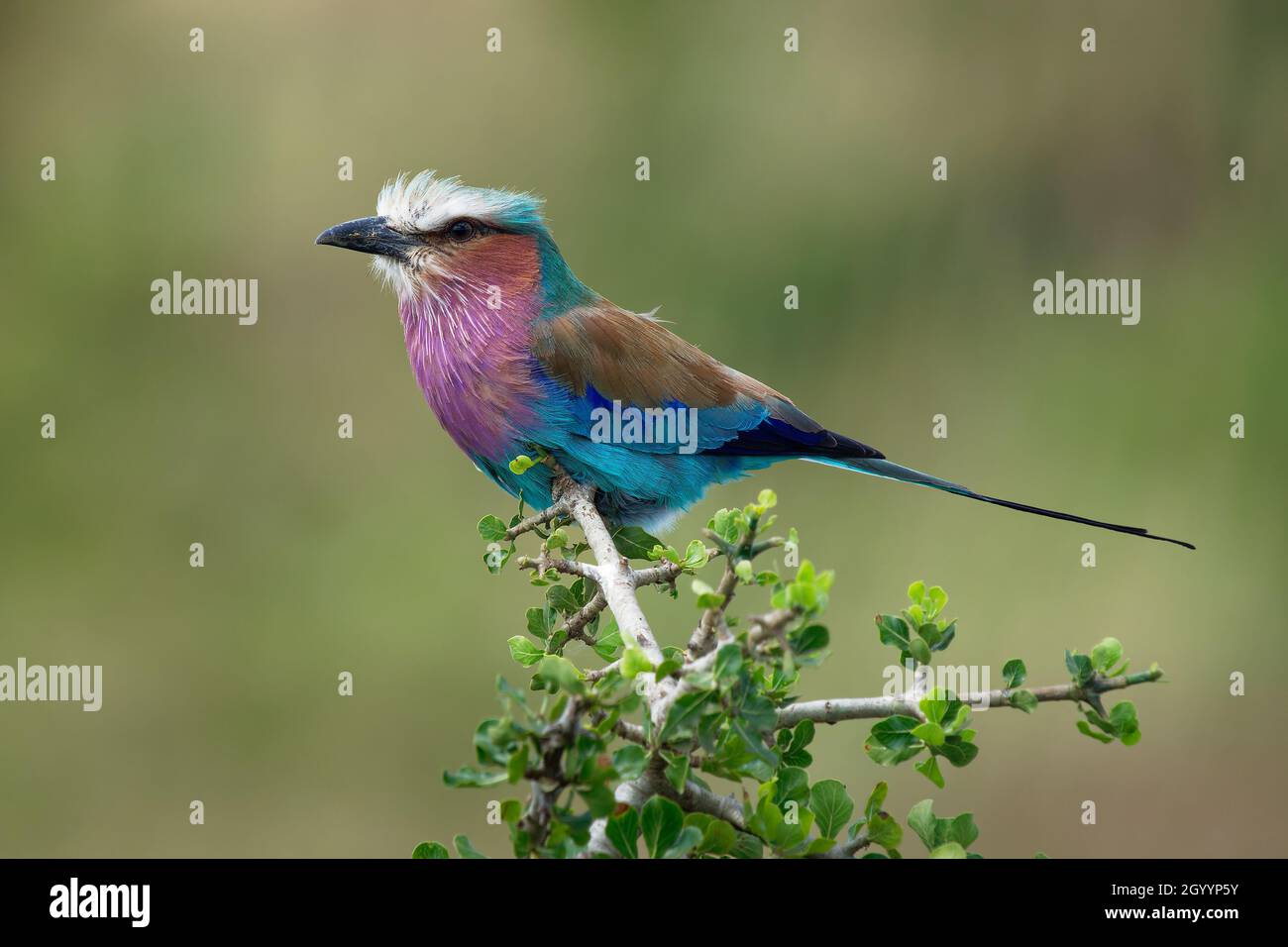 Lilac-breasted Roller - Coracias caudatus colorés - magenta, bleu, oiseau vert en Afrique, largement distribué en Afrique subsaharienne, à l'errance Ara Banque D'Images