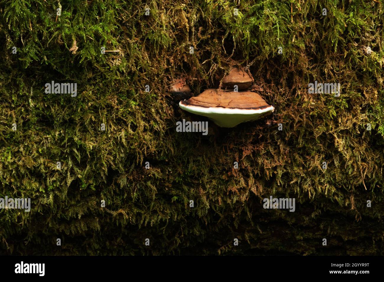 Un champignon de la parenthèse appelé le pain d'ours, Ganoderma applanatum poussant sur un arbre de résineux mort. Banque D'Images