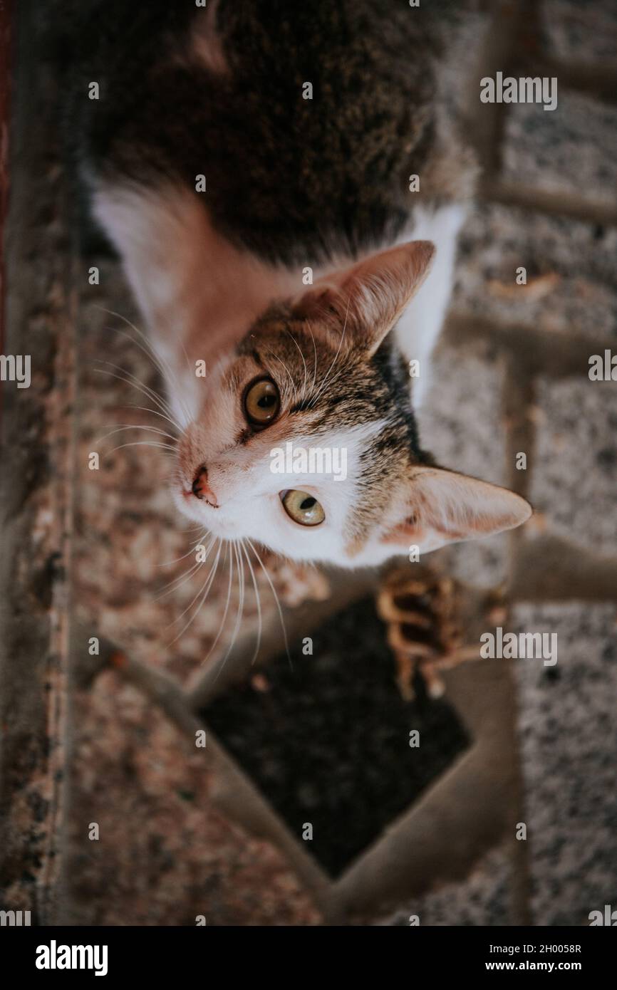 Un foyer peu profond d'un chat regardant vers le haut sur un arrière-grou flou Banque D'Images