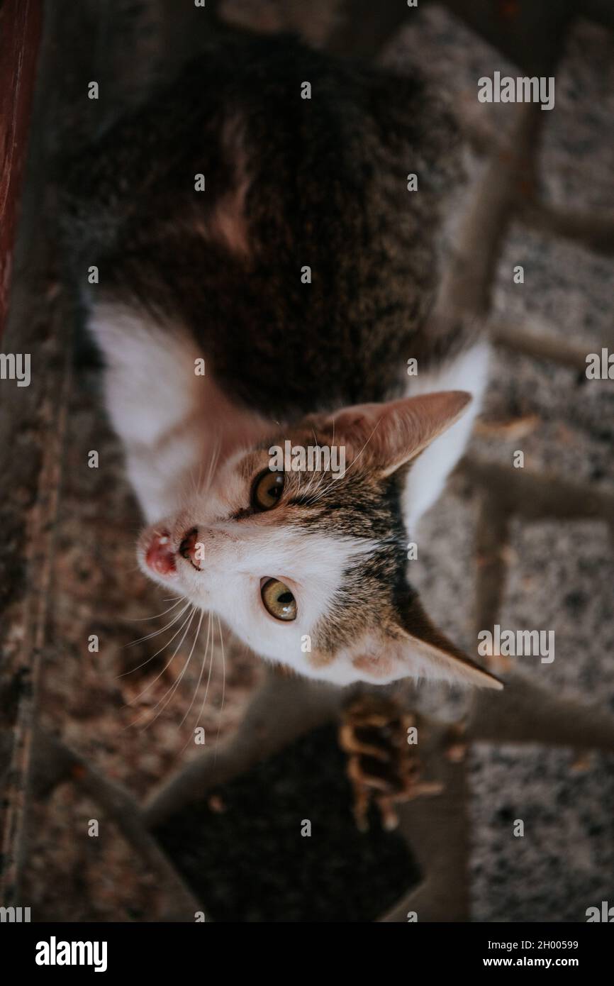 Un foyer peu profond d'un chat regardant vers le haut sur un arrière-plan flou Banque D'Images