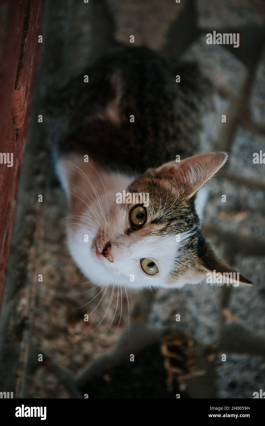 Un foyer peu profond d'un chat regardant vers le haut sur un arrière-plan flou Banque D'Images