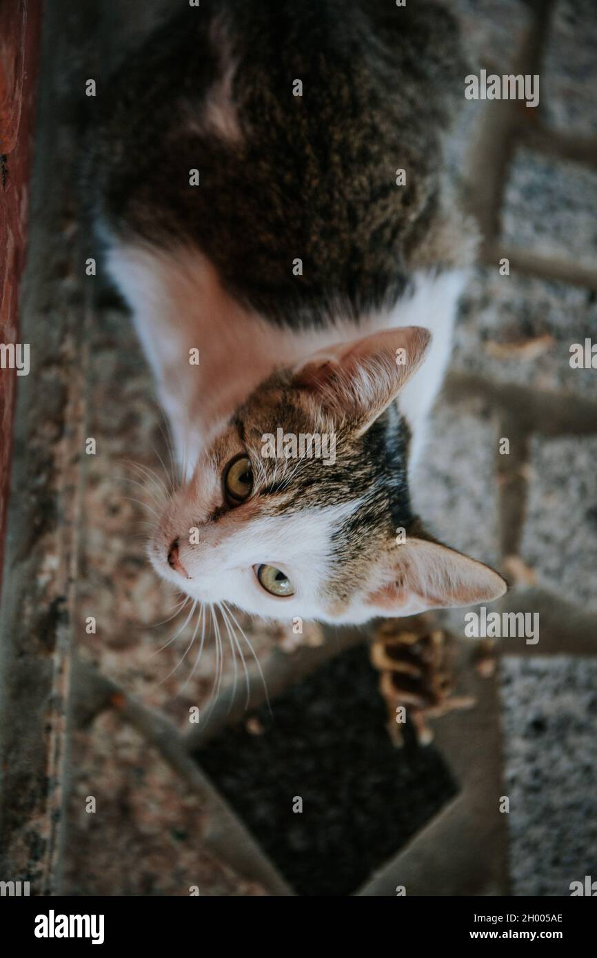Un foyer peu profond d'un chat regardant vers le haut sur un arrière-plan flou Banque D'Images
