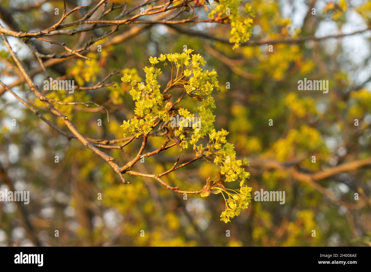 Gros plan de petite érable norvégien, Acer platanoides fleurit au printemps en Estonie, en Europe du Nord. Banque D'Images