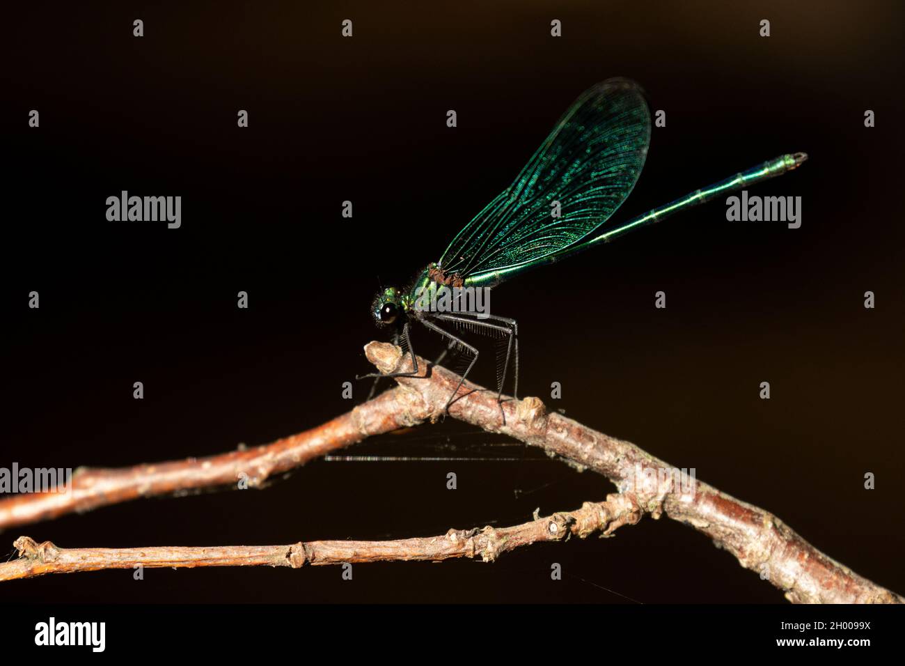 Une libellule colorée belle demoiselle, Calopteryx virgo reposant sur une branche pendant une soirée ensoleillée Banque D'Images