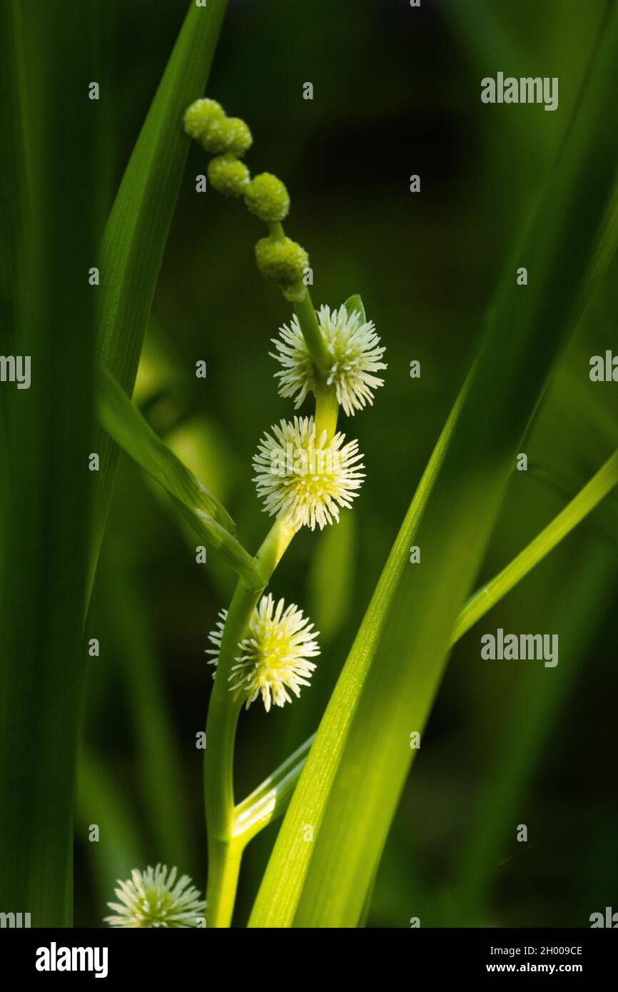bur-Reed européen en fleurs, Sparganium emersum croissant dans une eau de rivière luxuriante et peu profonde Banque D'Images