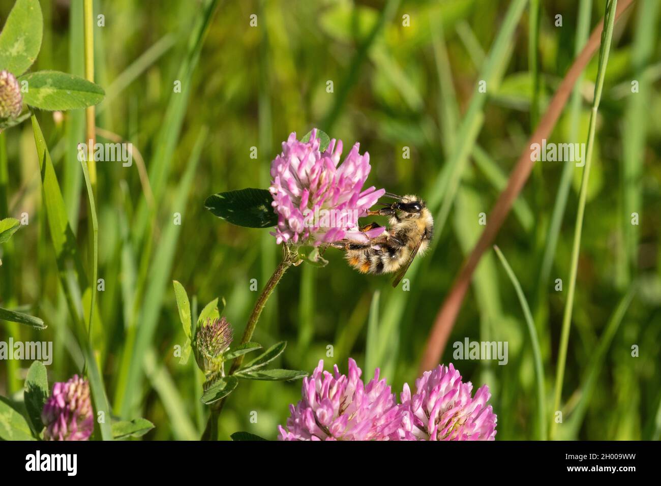 Petite abeille pollinisant un trèfle sauvage sur un pré estonien. Banque D'Images