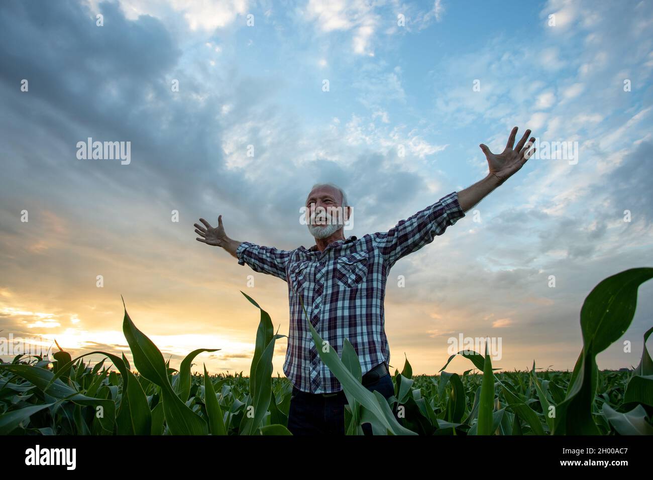 Un vieil homme fermier satisfait et excité en chemise à carreaux debout dans un champ de maïs avec des bras relevés étirés et se sentant très heureux Banque D'Images