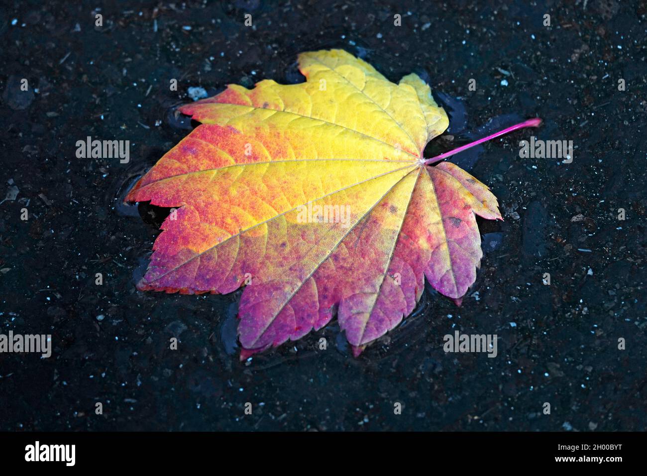 Les feuilles d'érable de vigne se transforment en rouge et en or en octobre dans les montagnes Cascade du centre de l'Oregon. Banque D'Images