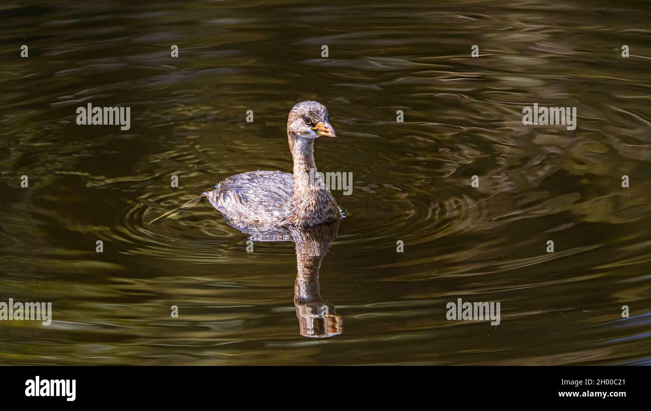 Solitary Pied a facturé Grebe avec des gouttes d'eau sur ses plumes après avoir plongé pour la nourriture dans un étang de terres humides de Floride, réfléchissant dans l'eau ondulée. Banque D'Images