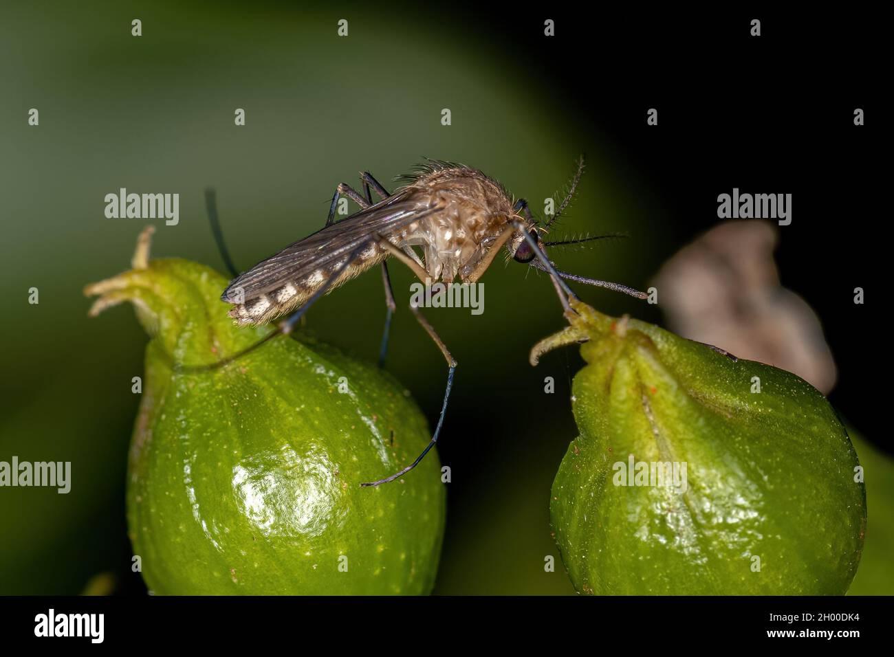 culicinae banque d image et photos alamy