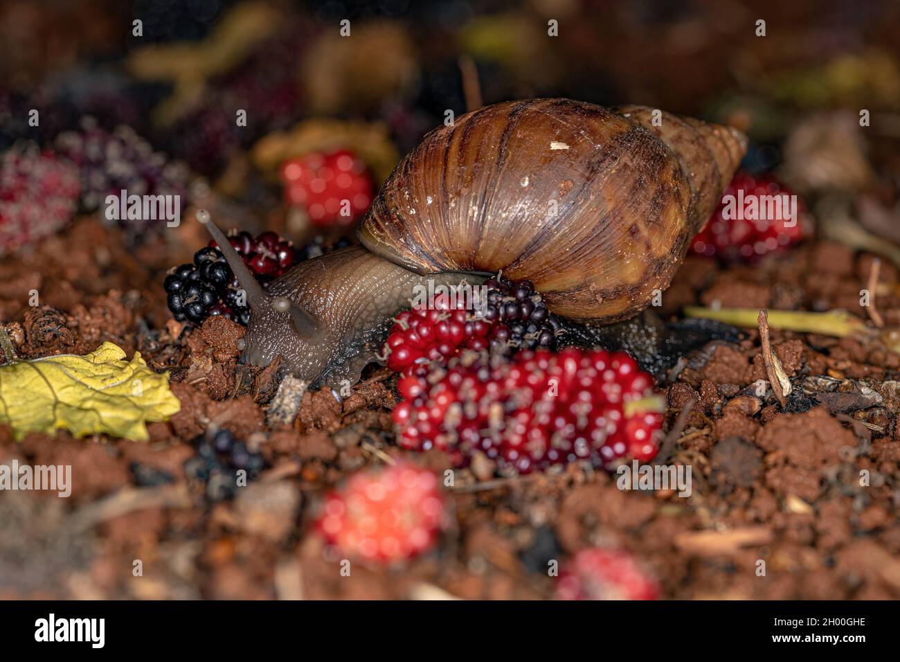 Escargot géant africain de l'espèce Lissachatina fulica Photo Stock Alamy — free download