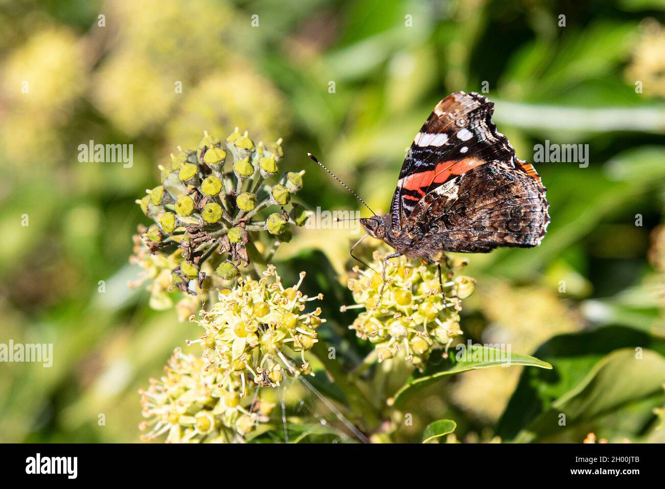 Gros plan d'un papillon sur une fleur dans un jardin Banque D'Images