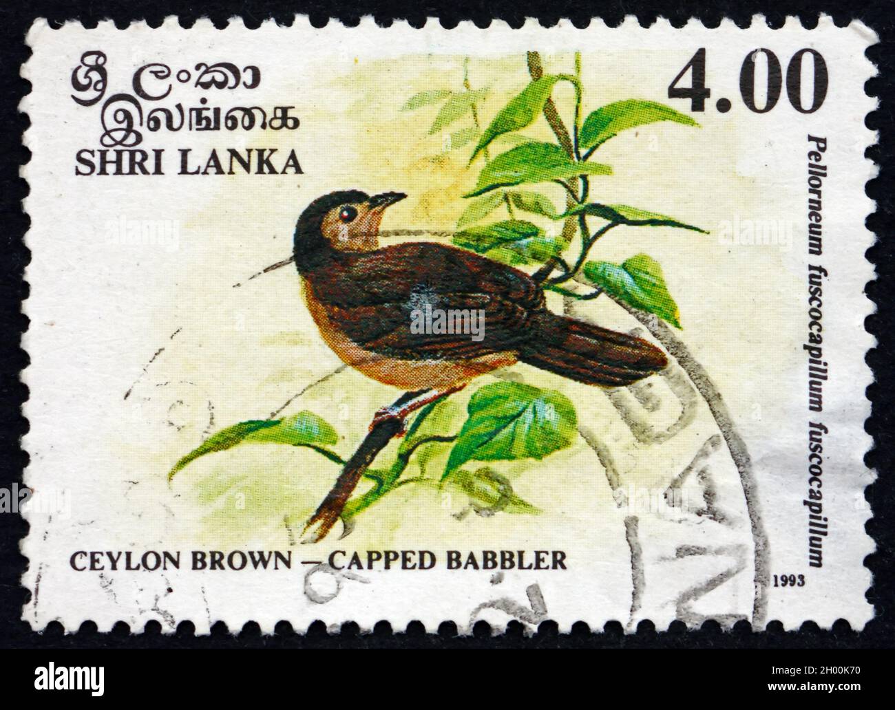 SRI LANKA - VERS 1993: Un timbre imprimé au Sri Lanka montre la Babbler à capuchon brun, Pellorneum Fuscocapillus, est un oiseau nichant résident endémique au Sri Banque D'Images