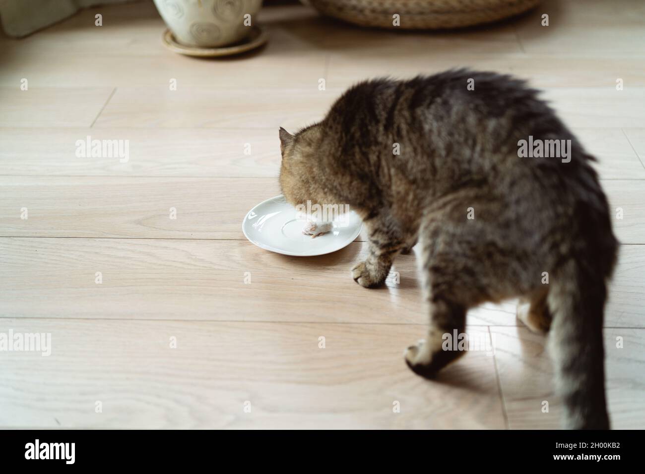 Chat mangeant la souris morte. Alimentation des animaux de compagnie 'proie entière' régime Banque D'Images