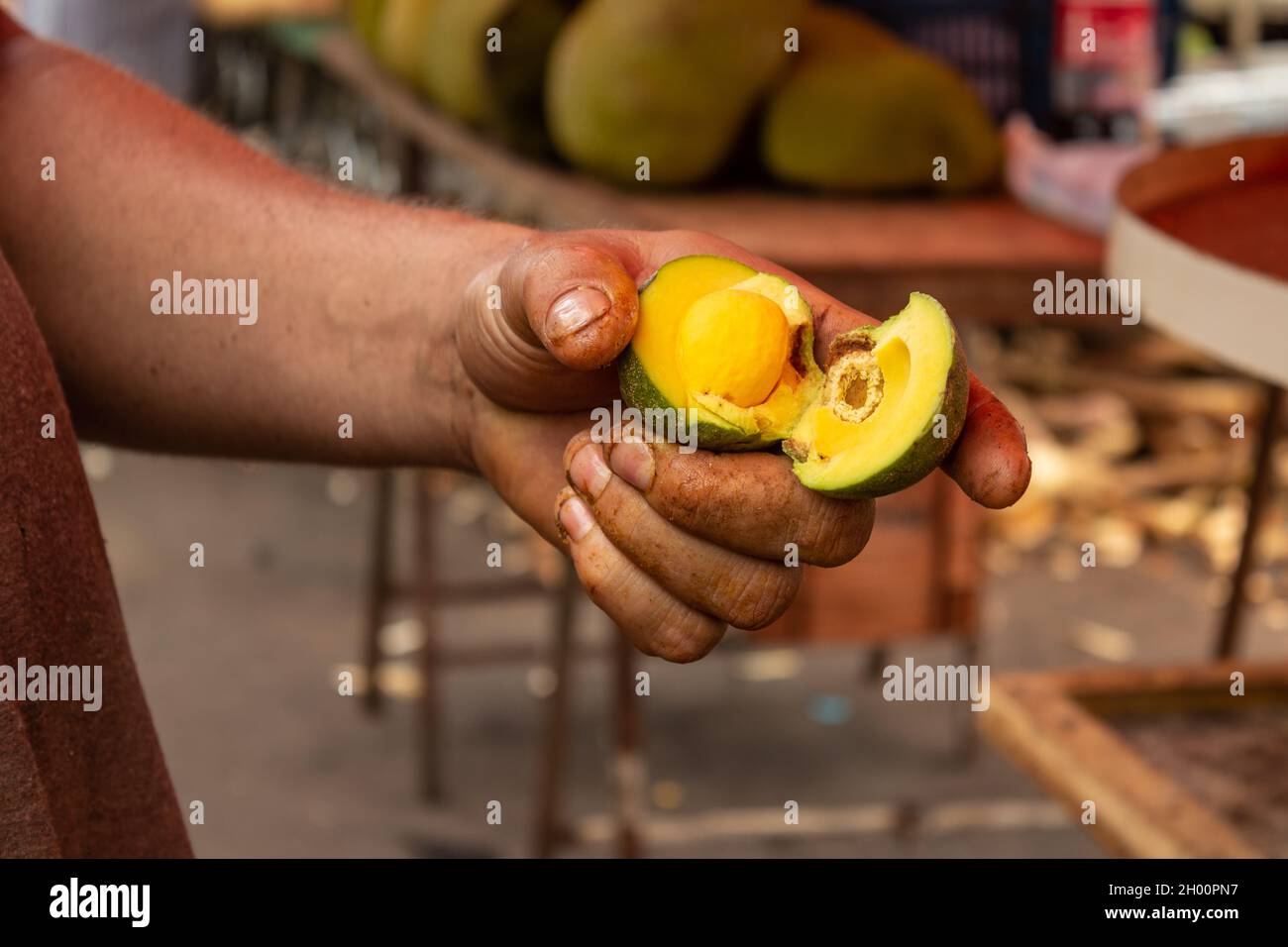 Main du vendeur Pequi tient un fruit ouvert.Personne tenant un pequi. Banque D'Images