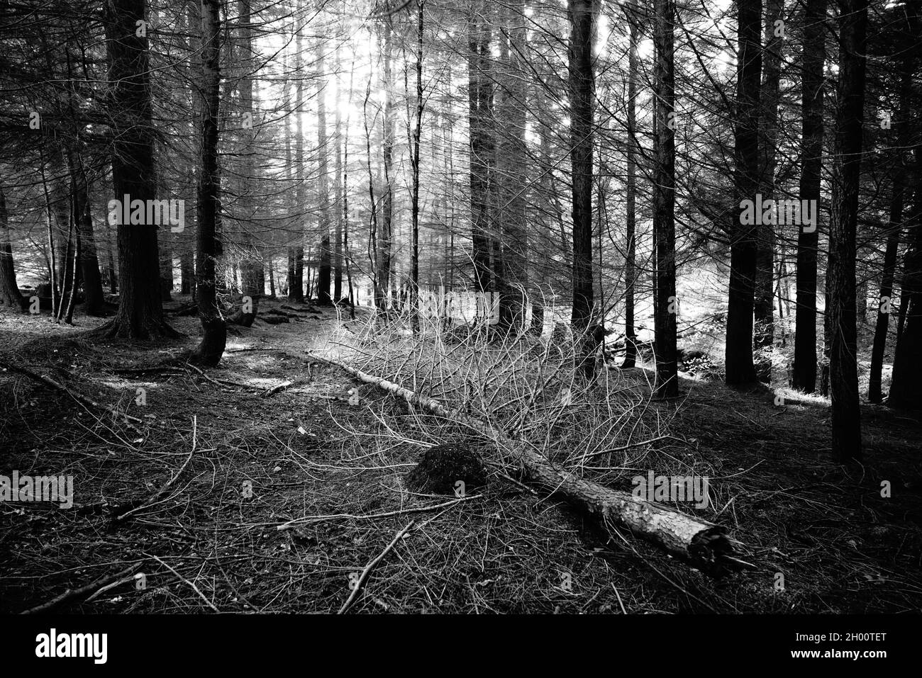Arbres forestiers en noir et blanc. Banque D'Images