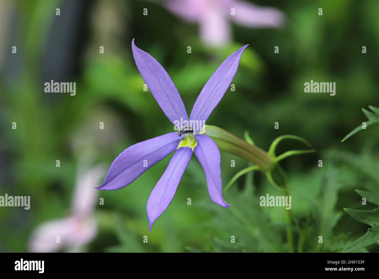 Fleurs bleu violet en forme d'étoile Banque de photographies et d — free download