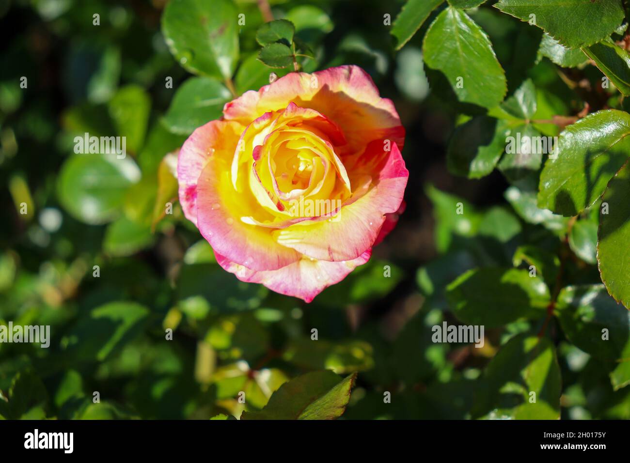 Une rose chinoise brillante sur un arbuste vert Banque D'Images