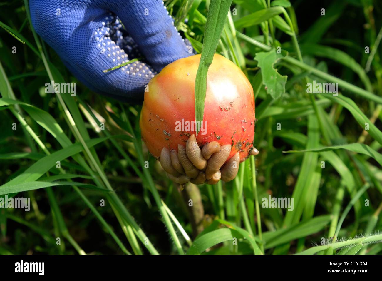 Une femme tient une tomate rouge sur laquelle il y a beaucoup de limaces.Les ravageurs qui détruisent la récolte.Légumes couverts de limaces dans leur chalet d'été.Espagnol Banque D'Images