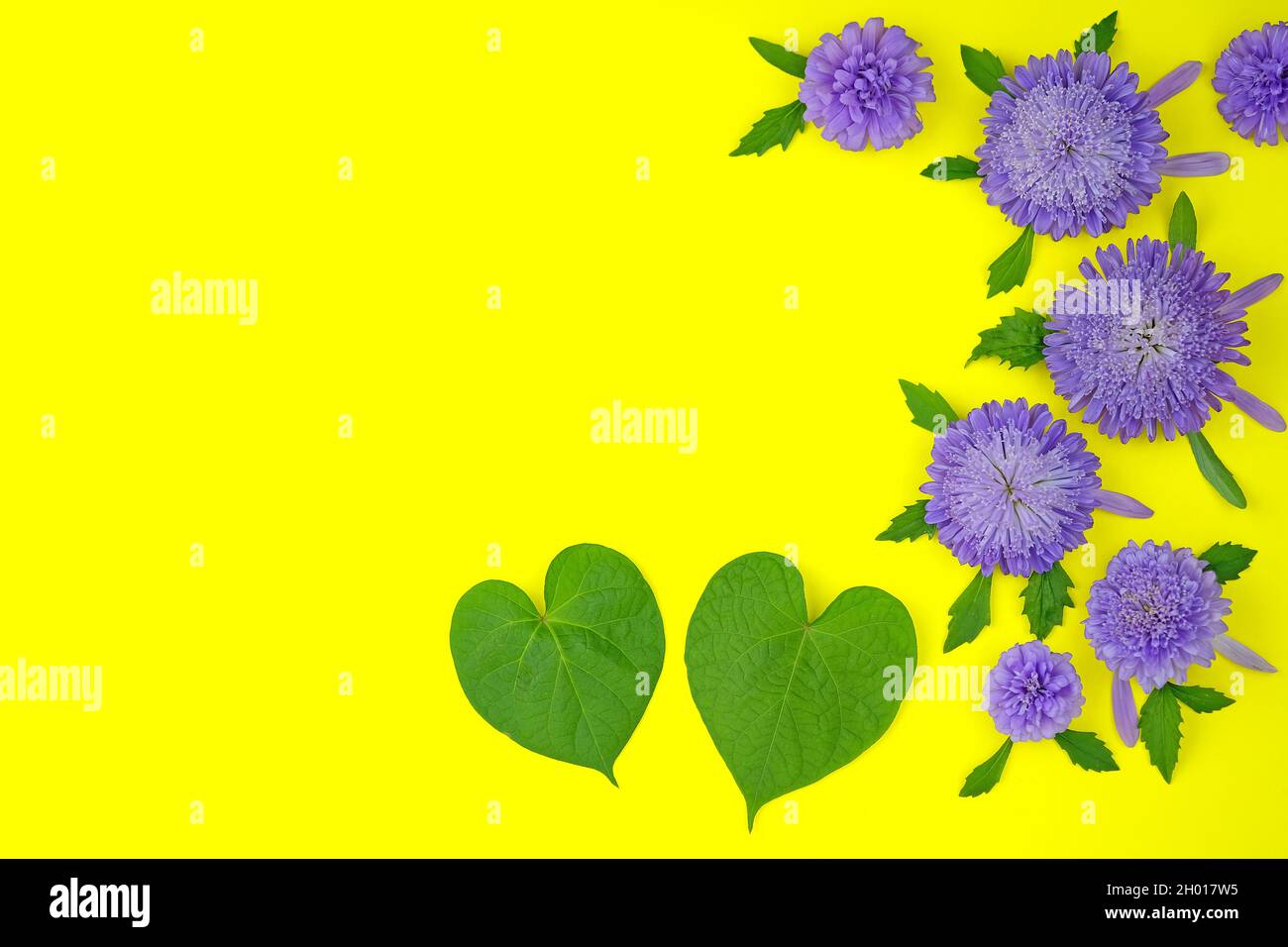 Fleurs violettes sur fond jaune plat.Vue de dessus des lilas asters.Fleurs avec fond vert feuilles avec place pour le texte. Banque D'Images