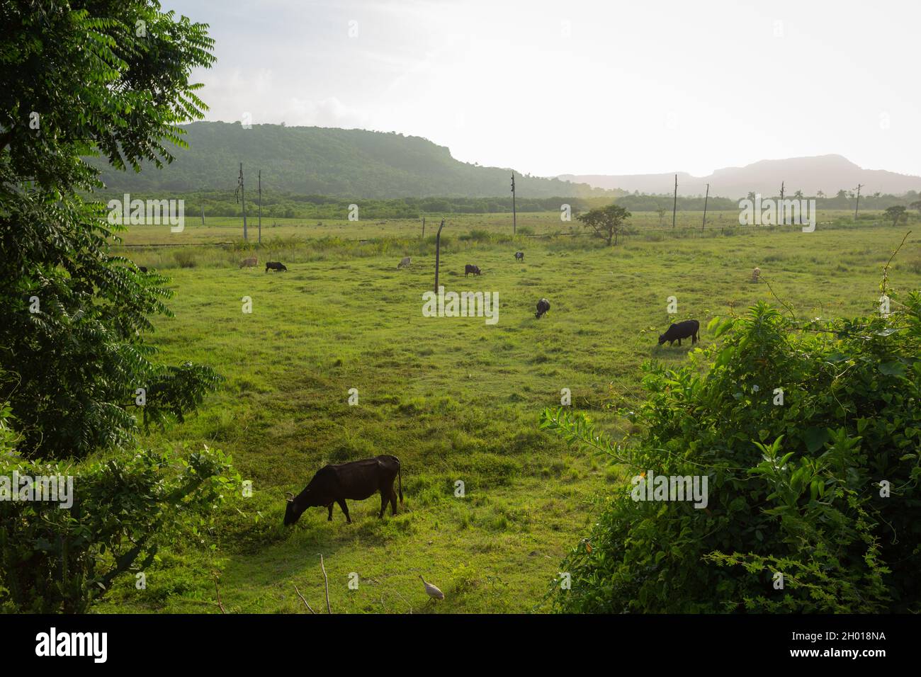 Une prairie verte avec des vaches en pâturage, la lumière du soleil remplir le paysage, il ya quelques collines à l'horizon. Banque D'Images