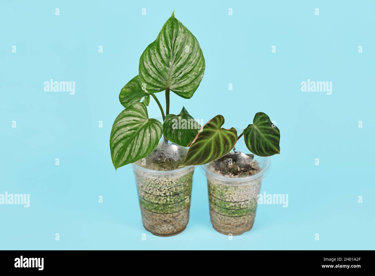 Concept de recyclage des vieilles tasses à café en plastique comme serre réaménagée pour la multiplication des boutures de plantes d'intérieur avec la mousse d'air élevé Banque D'Images