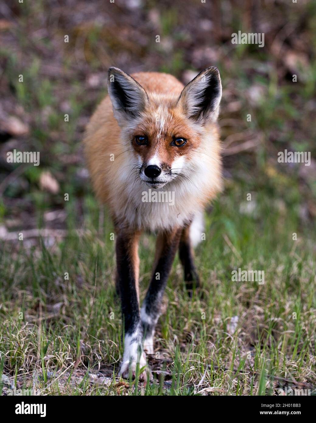 Vue de face rapprochée du renard roux au printemps dans son environnement et son habitat avec un arrière-plan flou et la vue de l'appareil photo.Fox image.Image. Banque D'Images