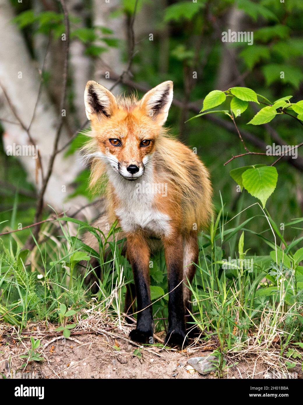 Vue en gros plan du renard roux regardant l'appareil photo avec un arrière-plan de forêt et de bouleaux flous et appréciant son environnement et son habitat.Fox image.Image Banque D'Images
