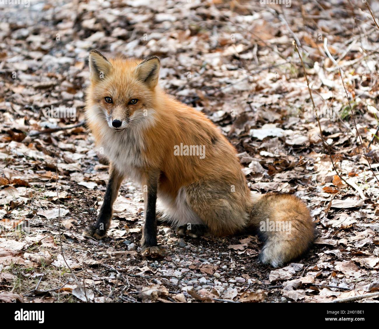 Renard roux assis sur un fond de feuilles brunes au printemps, montrant la queue de renard, la fourrure, dans son environnement et son habitat.Fox image.Image. Banque D'Images
