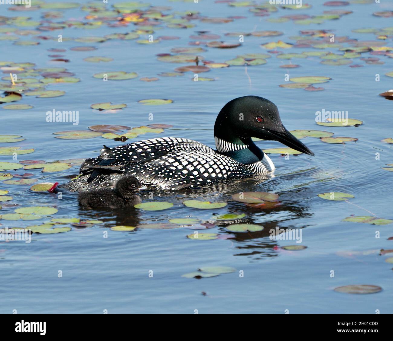 Le Loon commun et le huard à poussins nageant dans l'étang et célébrant la nouvelle vie avec des coussins de nénuphars dans leur environnement et leur habitat environnant. Loon Banque D'Images