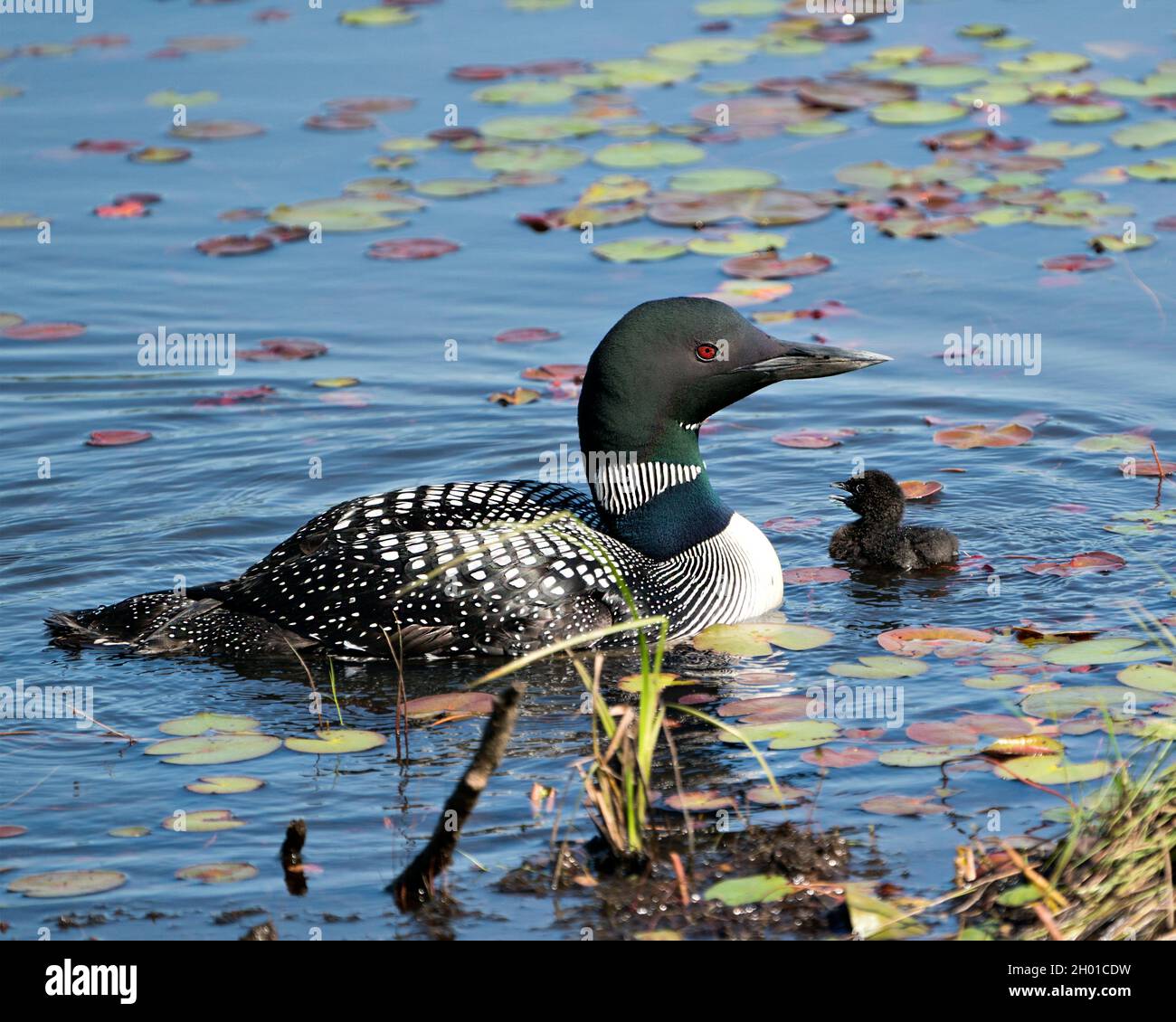 Le Loon commun et le huard à poussins nageant dans l'étang et célébrant la nouvelle vie avec des coussins de nénuphars dans leur environnement et leur habitat environnant. Loon Banque D'Images